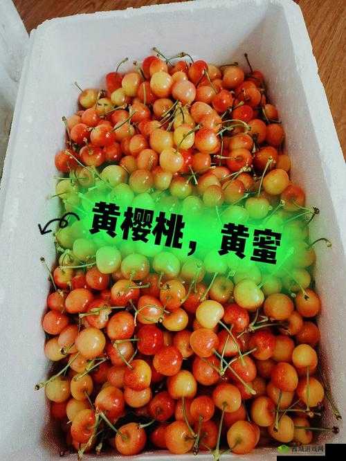 红颜樱桃和黄蜜樱桃的区别：特点与差异全解析