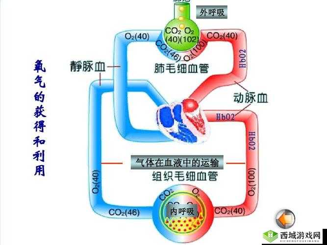 缺氧常温气体液体宫格概览：探索气体液体转换与特性之谜