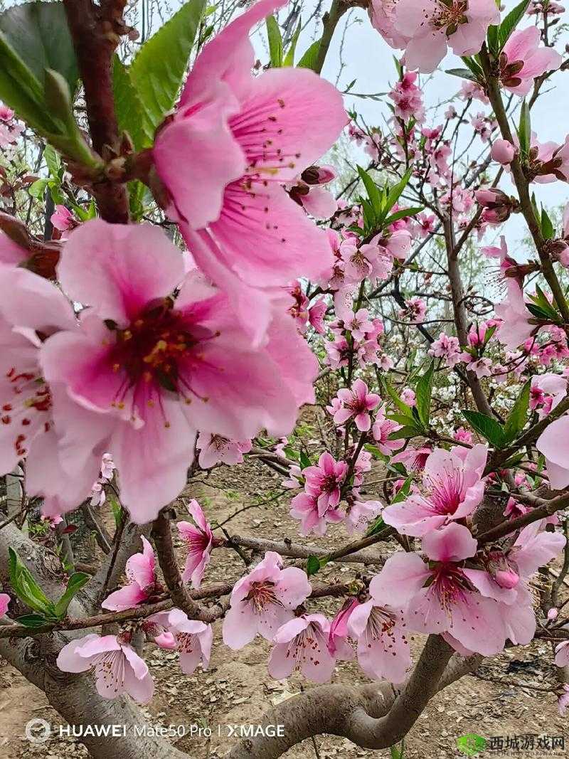 国色天香桃花朵朵开:春光无限美