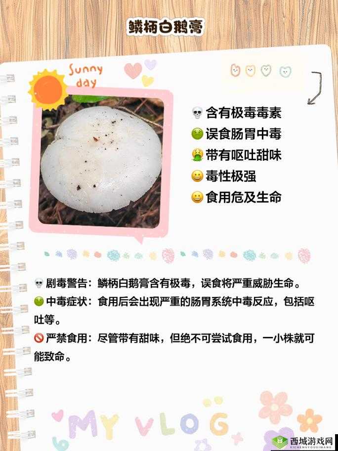 蘑菇黑料爆料：惊人内幕大揭秘