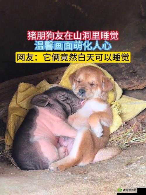 人 or 猪 or 狗:从严谨角度探讨