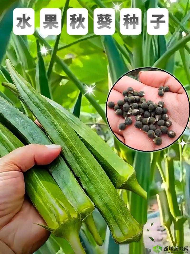 丝瓜秋葵草莓香蕉榴莲芒果大全：水果与蔬菜荟萃