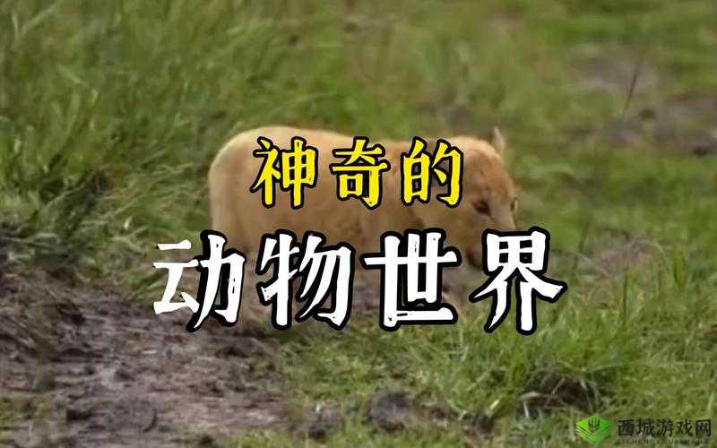 美国ZOOM 动物 3D:神奇的动物世界