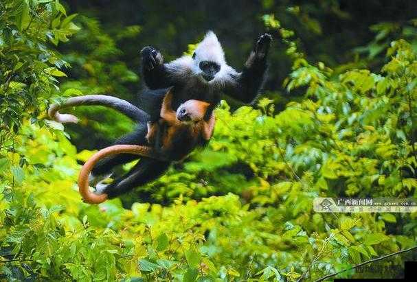 人生猴子不盖被子：别样趣味场景