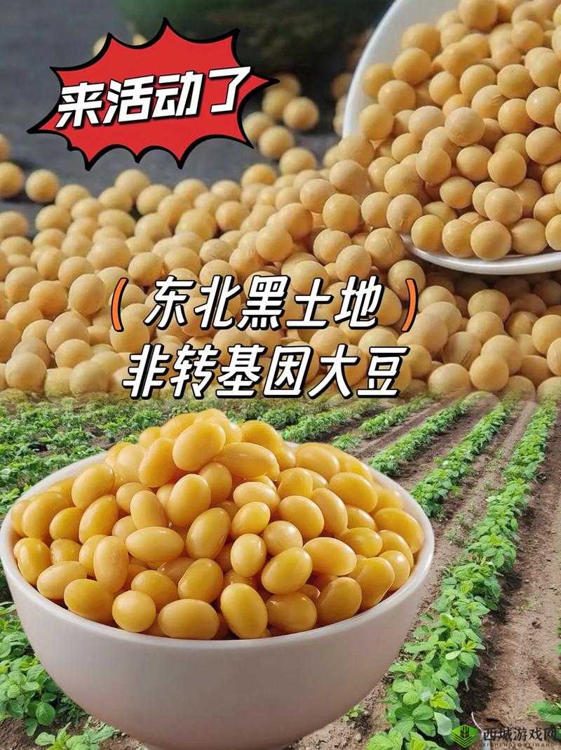 成熟大豆:亚洲的美味之选