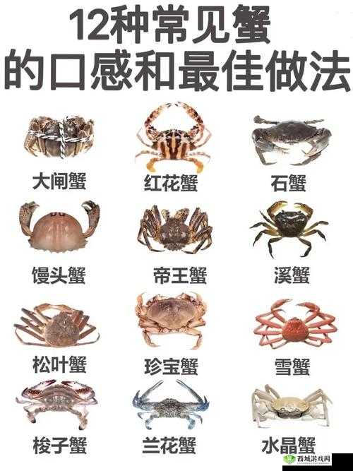 稀缺拗一区二区三区的独特魅力与价值