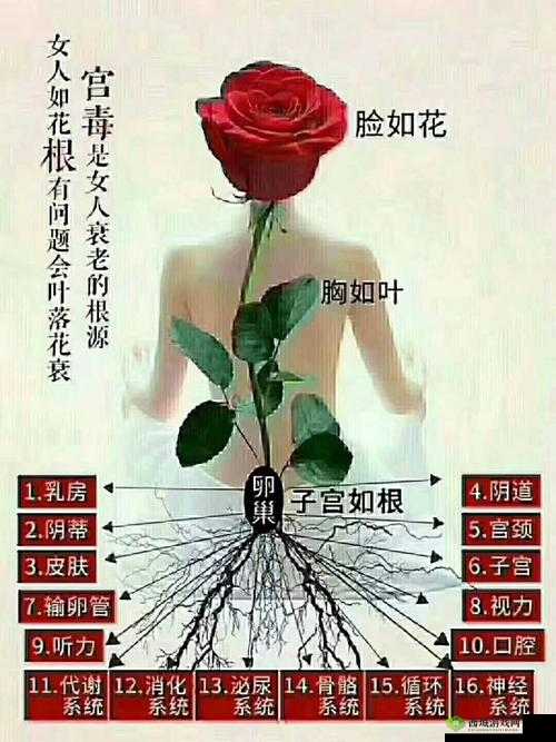 女性半夜莲花开什么意思:解析与探讨