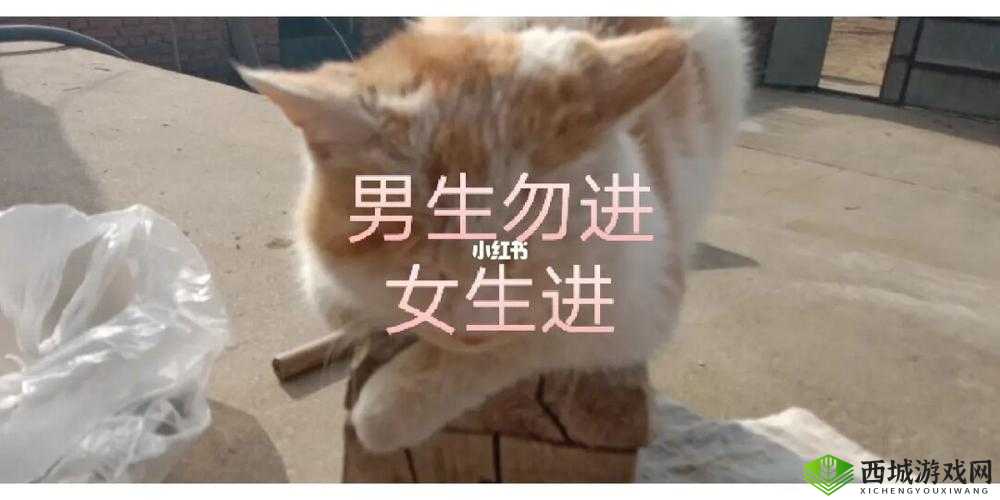 女生与男生一起努力生猴子：爱的目标