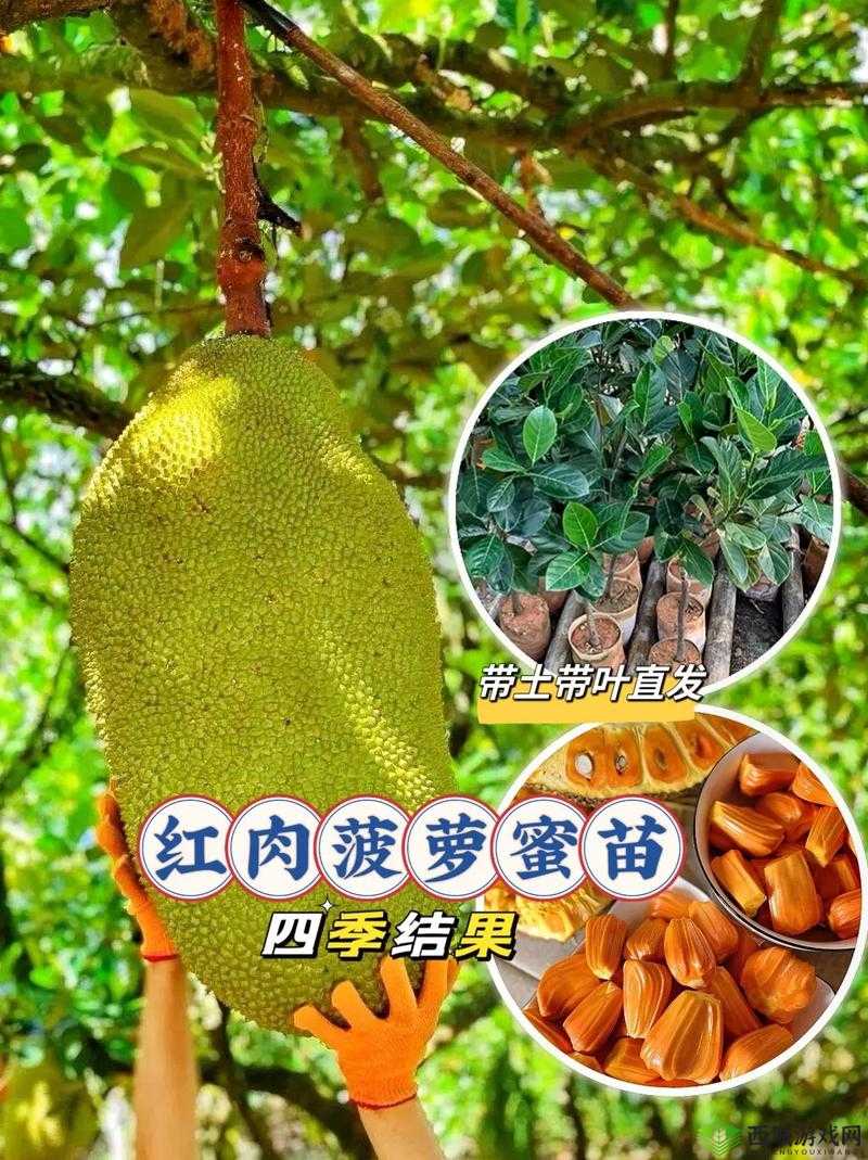 亚精产品一三三菠萝蜜:口感香甜营养丰富