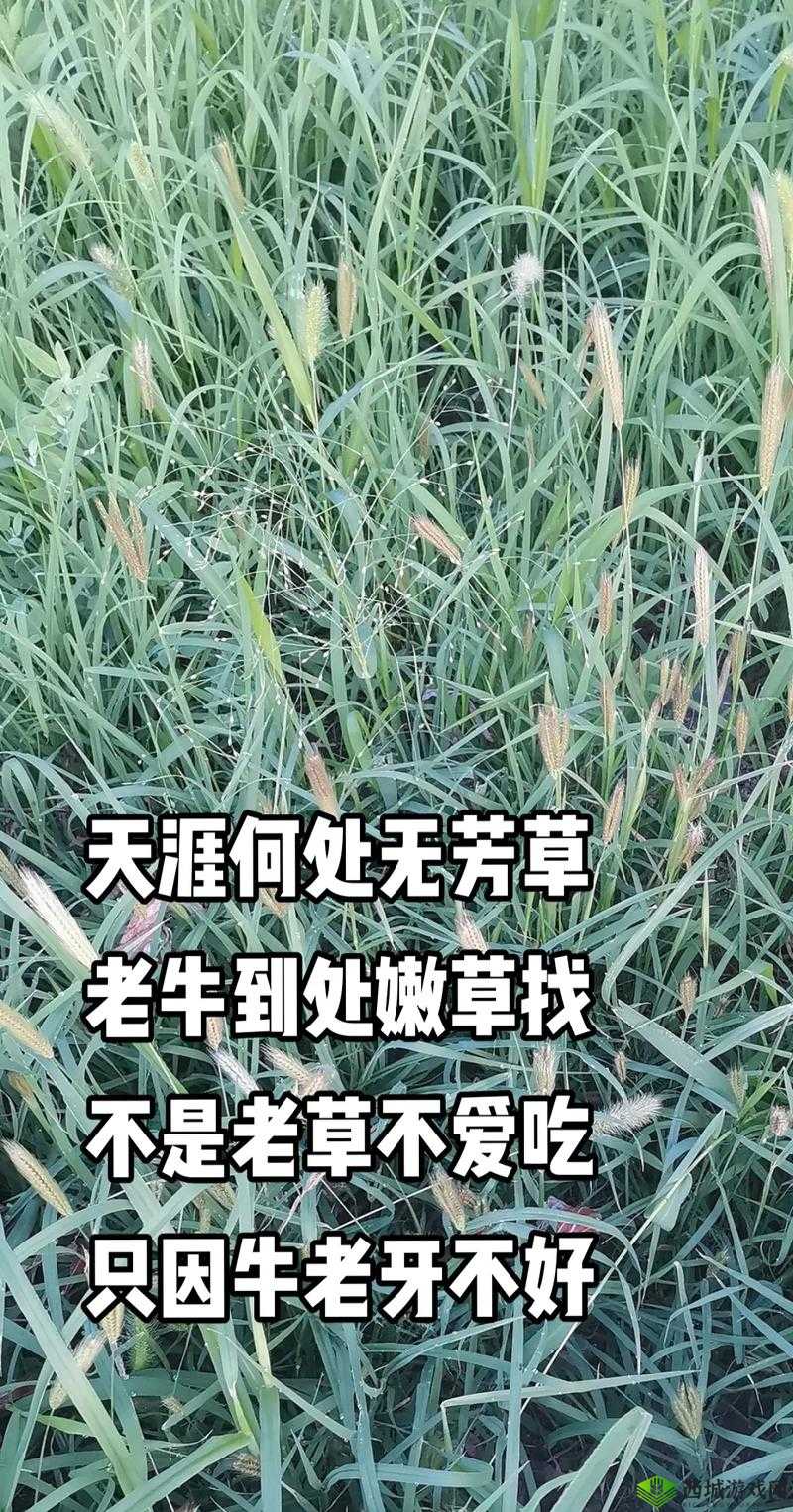 老牛嫩草一二三产品:成分、功效、适用人群有何不同