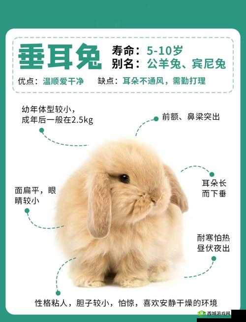 咬小兔兔视频教程:可爱小兔子的正确打开方式