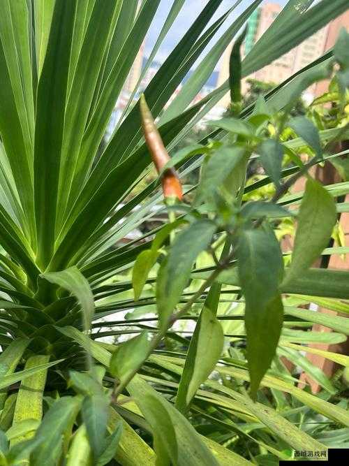 成品大香蕉煮小辣椒:带你领略独特的产地风味
