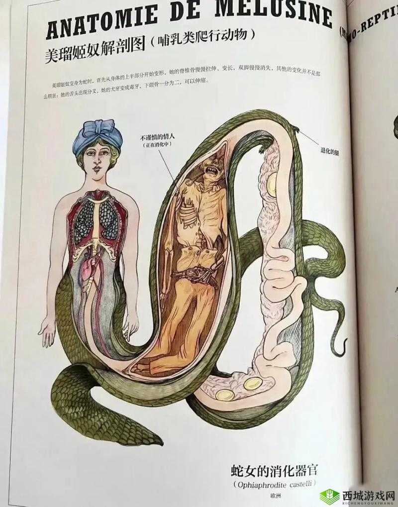 Z〇Z○女人另类Z〇Zo蛇:关于其神秘特征与独特行为的深入探讨