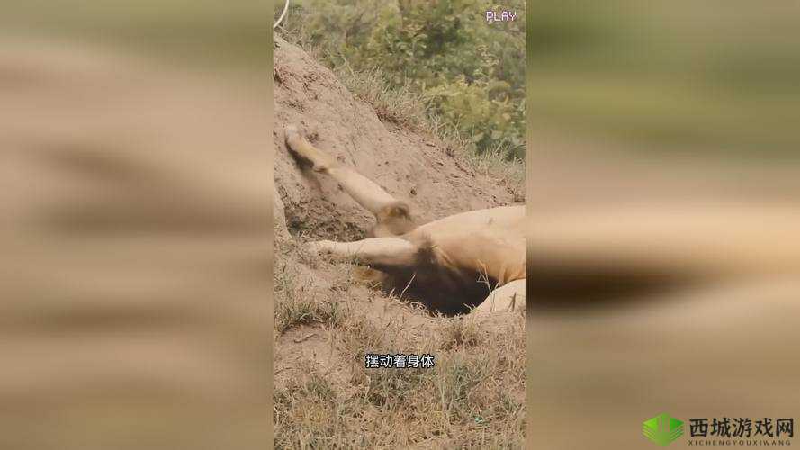欧美性猛交xxxx乱大交蜜桃：狂野激情的性爱派对