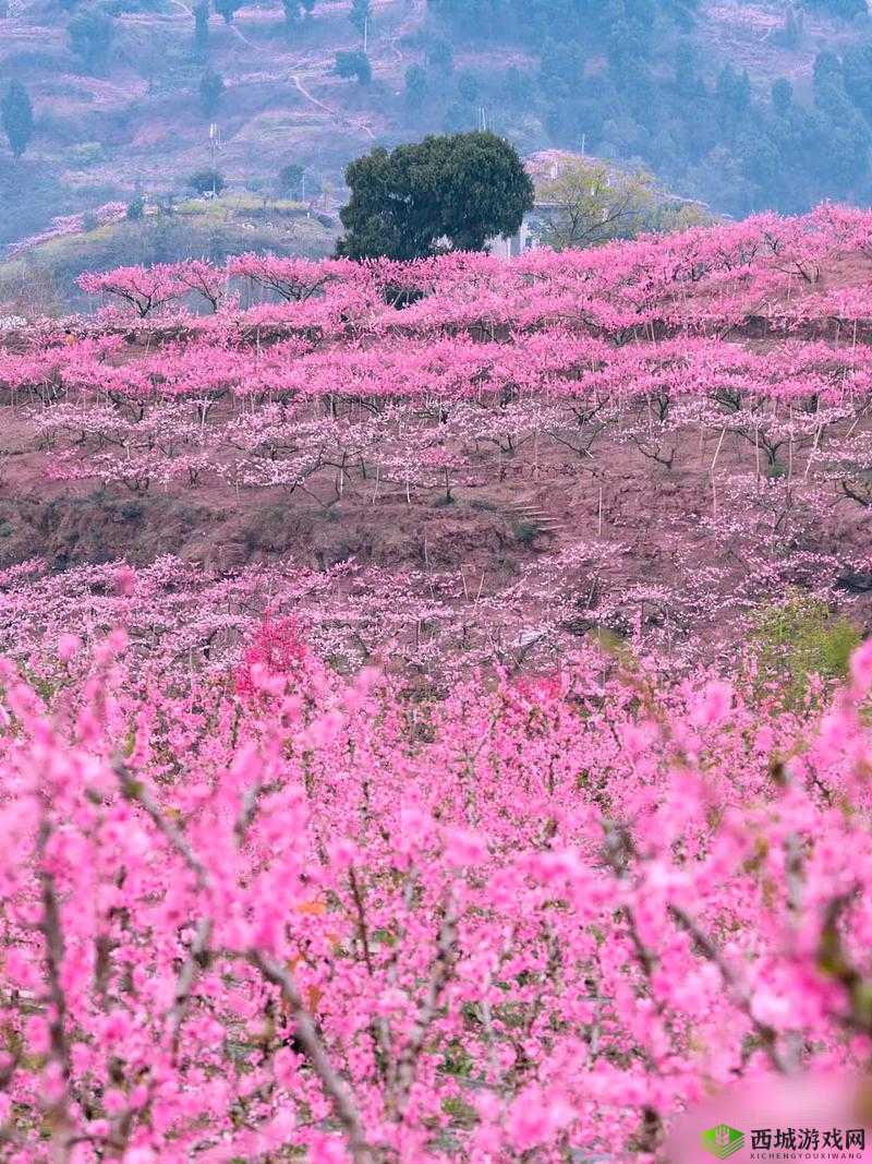 国色天香桃花朵朵开:探寻春日里那一抹娇艳芬芳