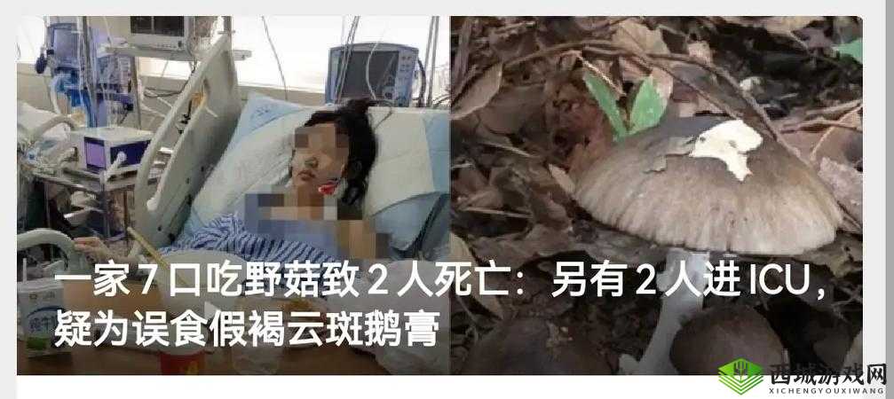 广州一家吃蘑菇后续:食客中毒,蘑菇来源成谜