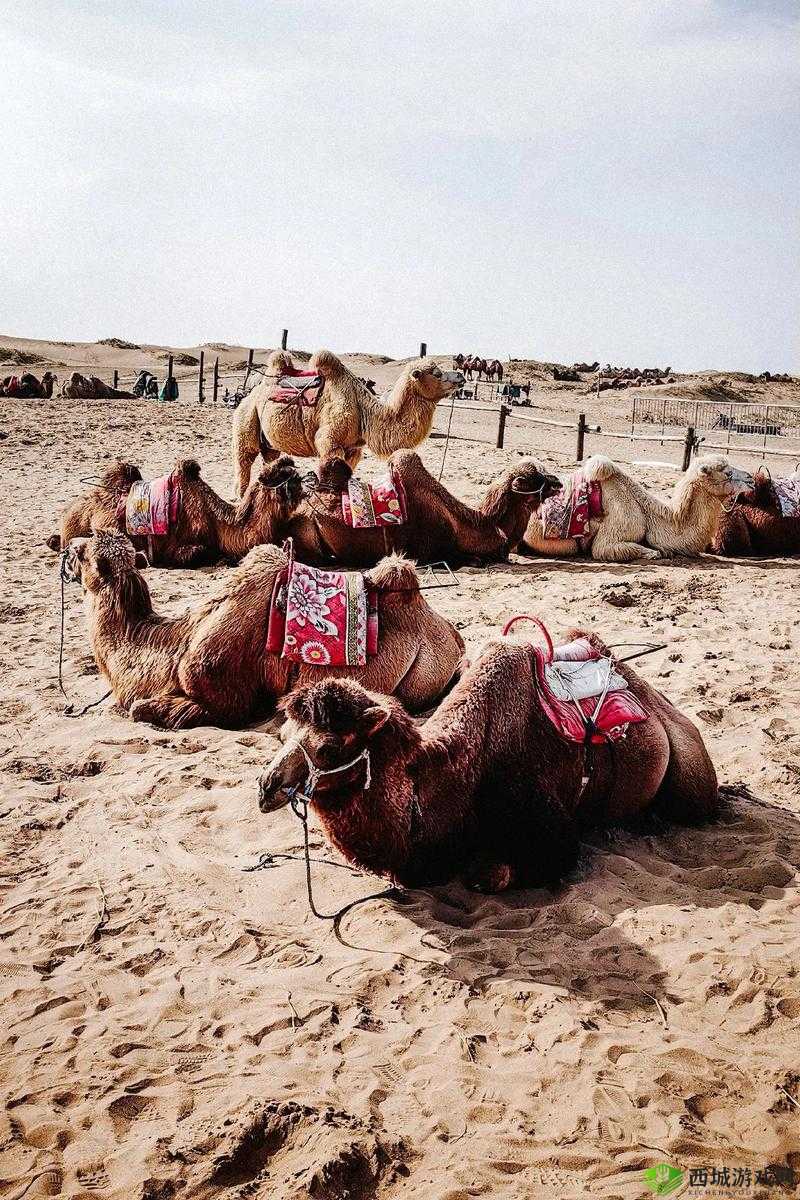 沙漠之旅，商队骆驼的选择——讨好还是抢夺？