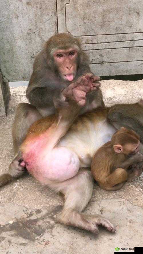 两人生猴子全程无被子:这一奇特行为引发的争议与思考