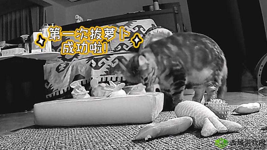 二人世界拔萝卜最新版本更新内容详解：新增功能与玩法优化全解析