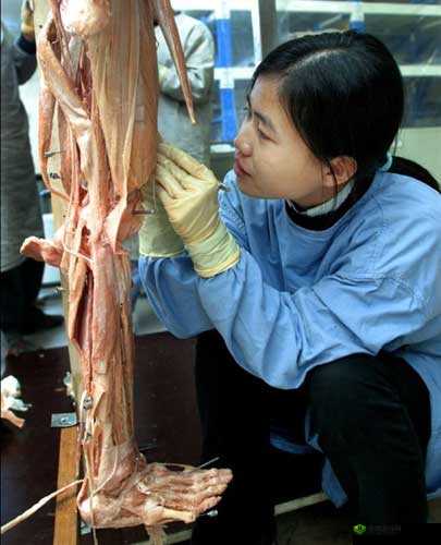 解剖女人标本背后的秘密与真相是什么?深入探究带来震撼发现
