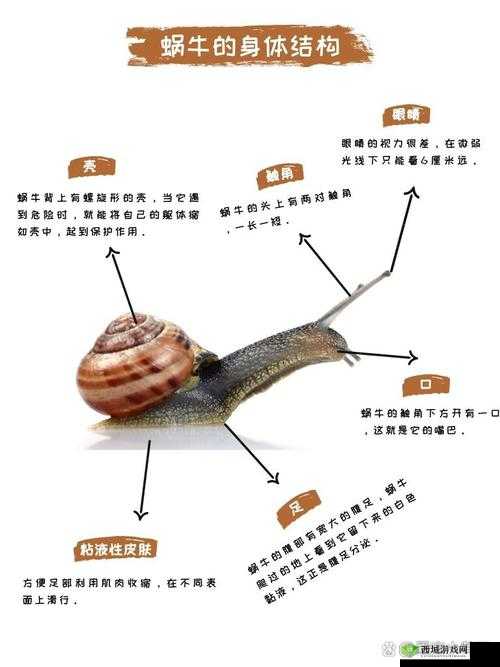 最强蜗牛形态器官深度解析,功能、误解与开发者逻辑